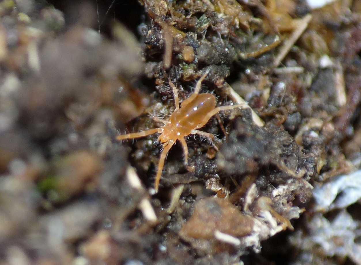 Acaro arancione: Rhagidiidae